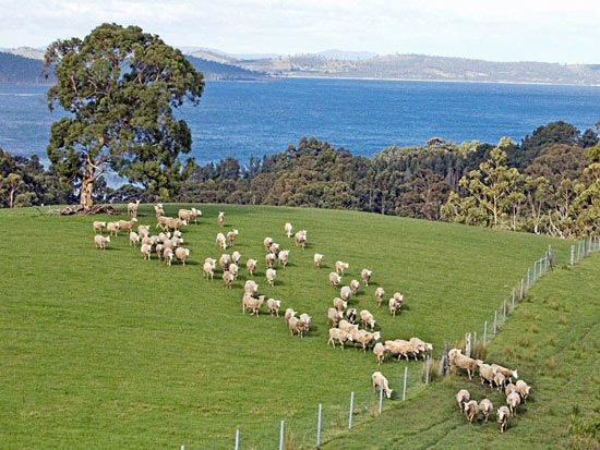 澳洲美利奴绵羊的来源于发展2